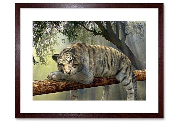 Tiger Animal Jungle Rainforest Exotic Animal World 